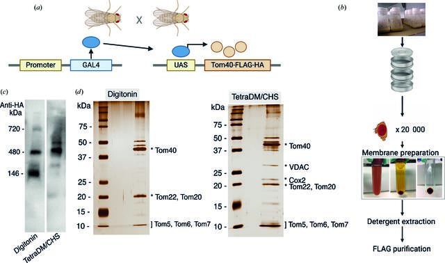 [Figure 1]