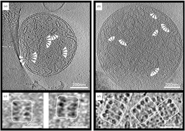 [Figure 1]