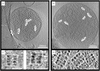 [Figure 1]