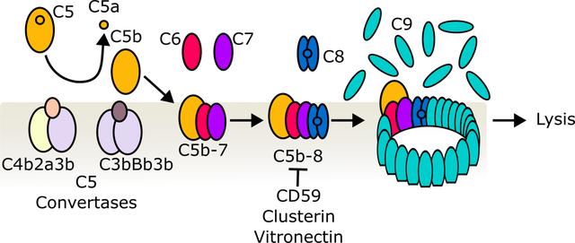 [Figure 1]