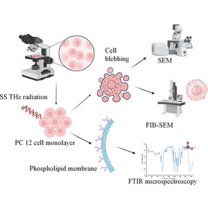 Iucr Shedding Light On Biochemical Changes In Single Neuron Like