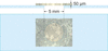 [Figure 1]