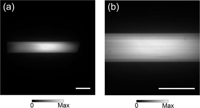 [Figure 7]