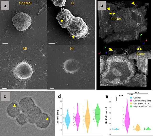 [Figure 1]