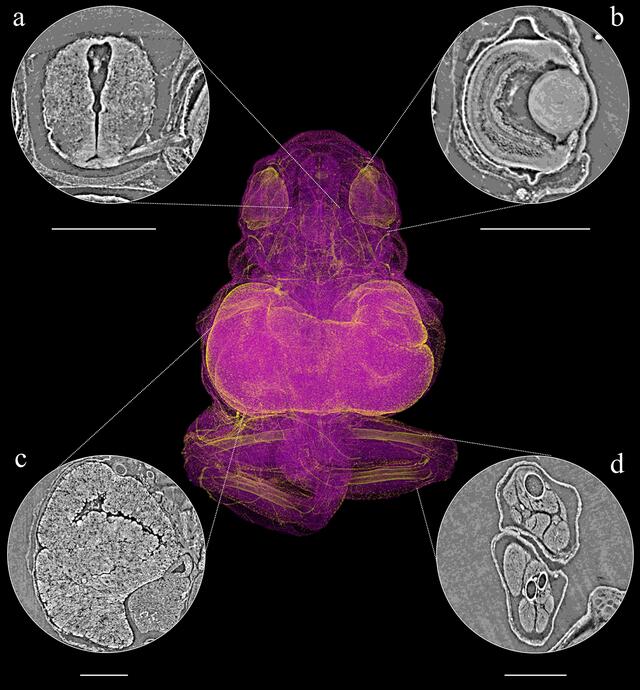 [Figure 4]