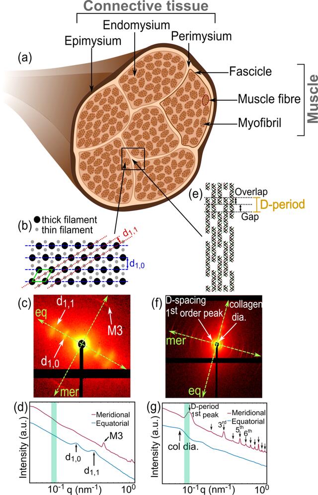 [Figure 1]