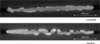 [Figure 7]