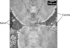 [Figure 4]
