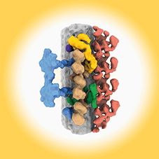 Highlighted illustration